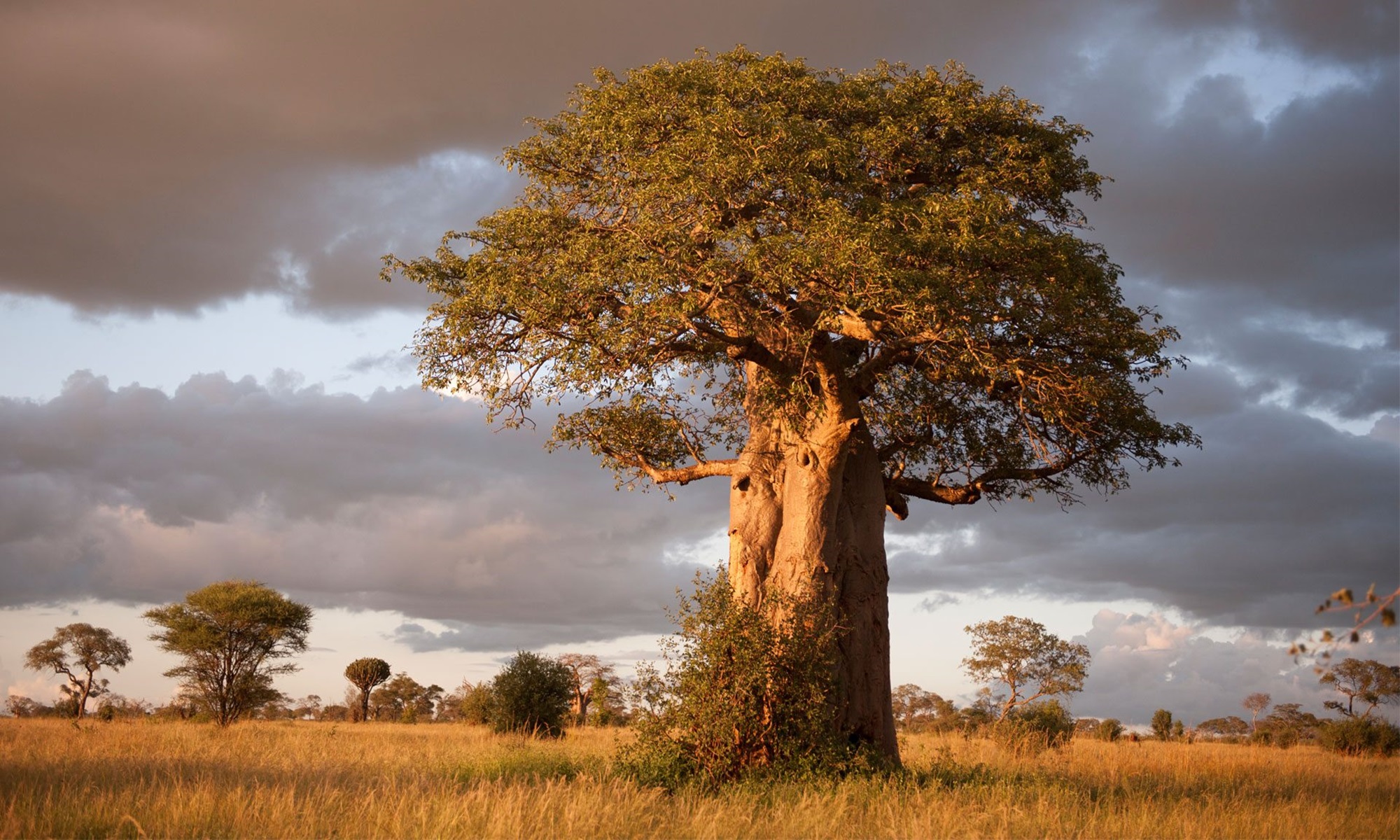 TARANGIRE
