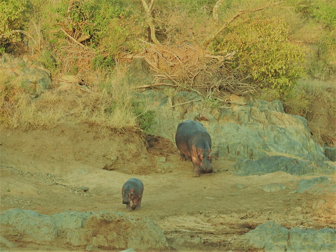 Wildlife and their behaviors