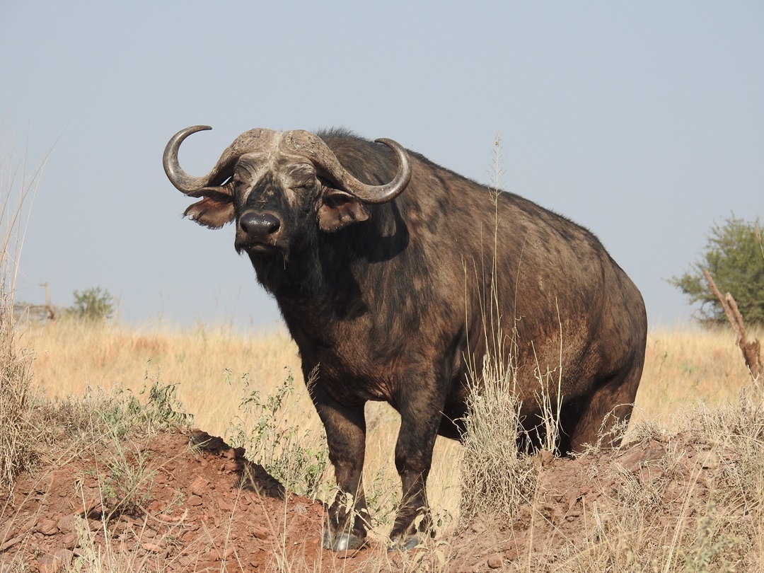 Why Tanzania Safari Holidays Aren't Cheap.?
