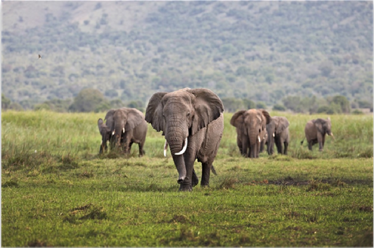 6 Days, Great Migration Safari June