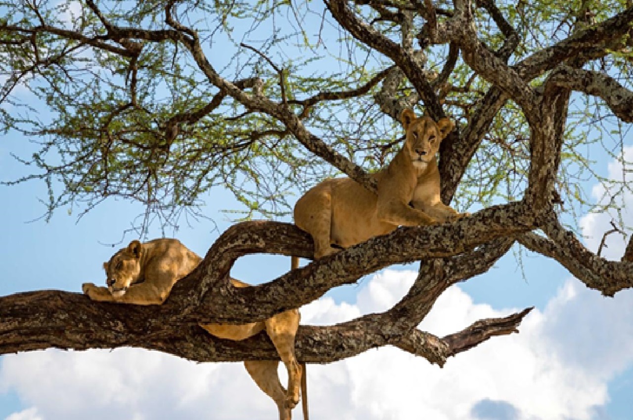 Lake Manyara National Park – Day Trip Itinerary