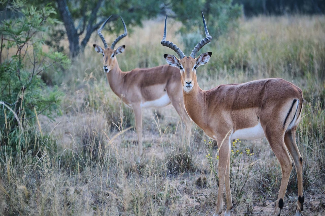 2 Days Tarangire & Ngorongoro Crater Safari from Arusha