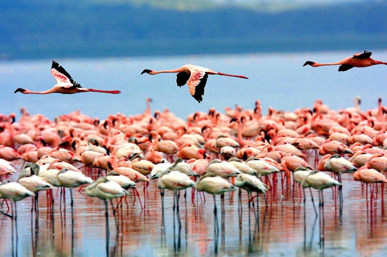 Tarangire National Park Day Trip from Arusha