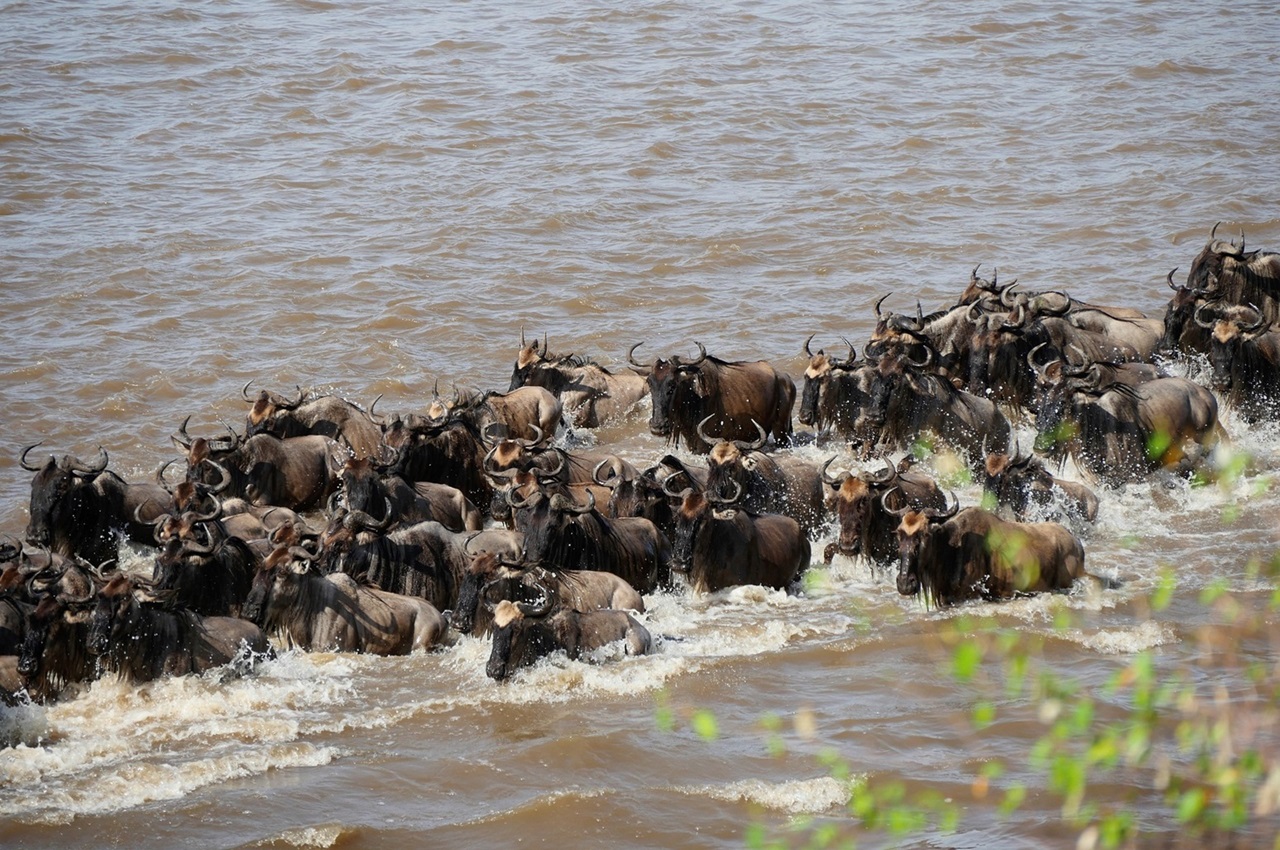 8 Days, Great Migration and River Crossing Safari